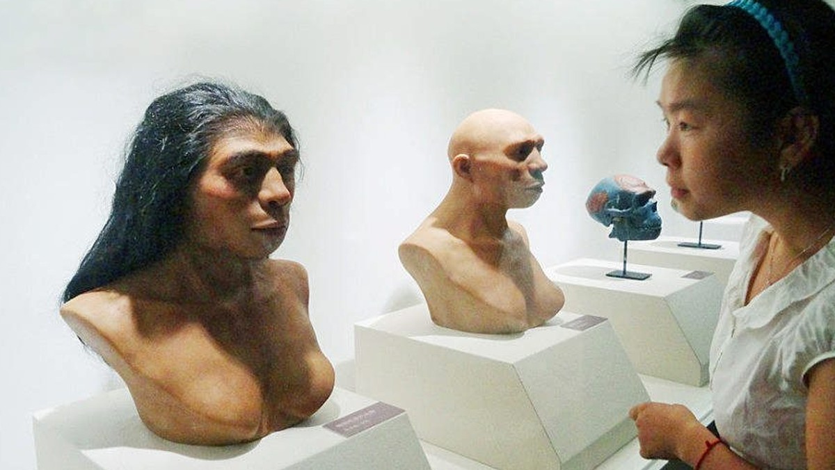 Homo erectus