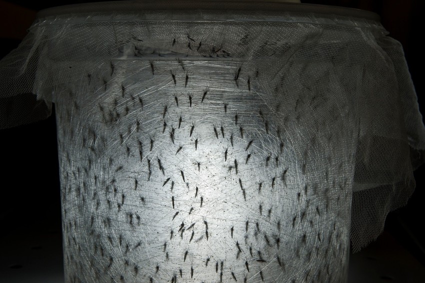 Komarci u laboratoriji Oksiteka u Kampinasu u Brazilu