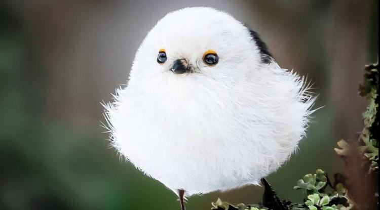 Angry Birdök márpedig léteznek! Íme a bizonyíték - FOTÓK