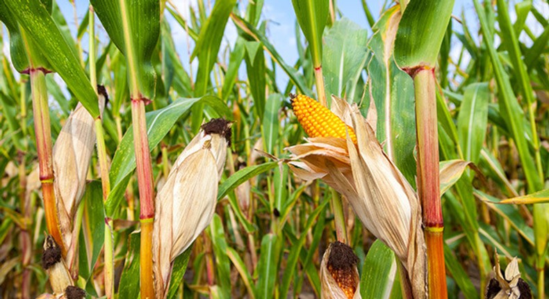 Maize crop