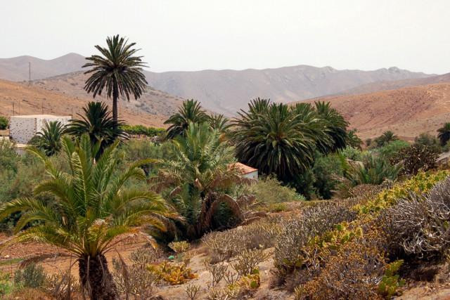 Galeria Wyspy Kanaryjskie - Fuerteventura, obrazek 49