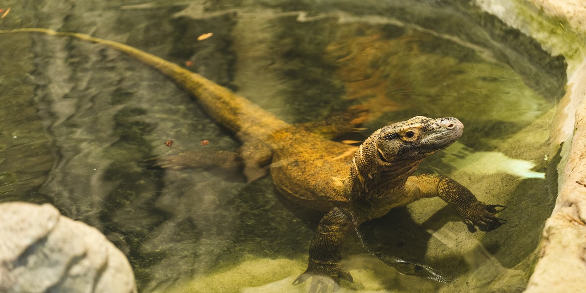  W naturze żyje tylko około 1380 waranów z Komodo