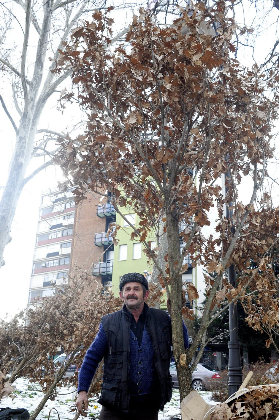 Petar je doneo badnjak od 5,5 metara