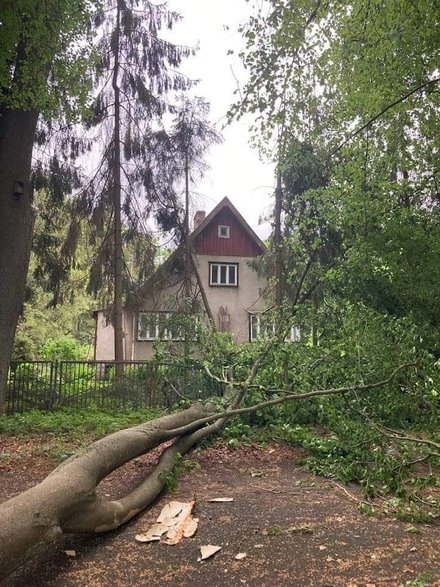 Silne podmuchy wiatru na Pojezierzu Drawskim. Powalone drzewa i brak prądu