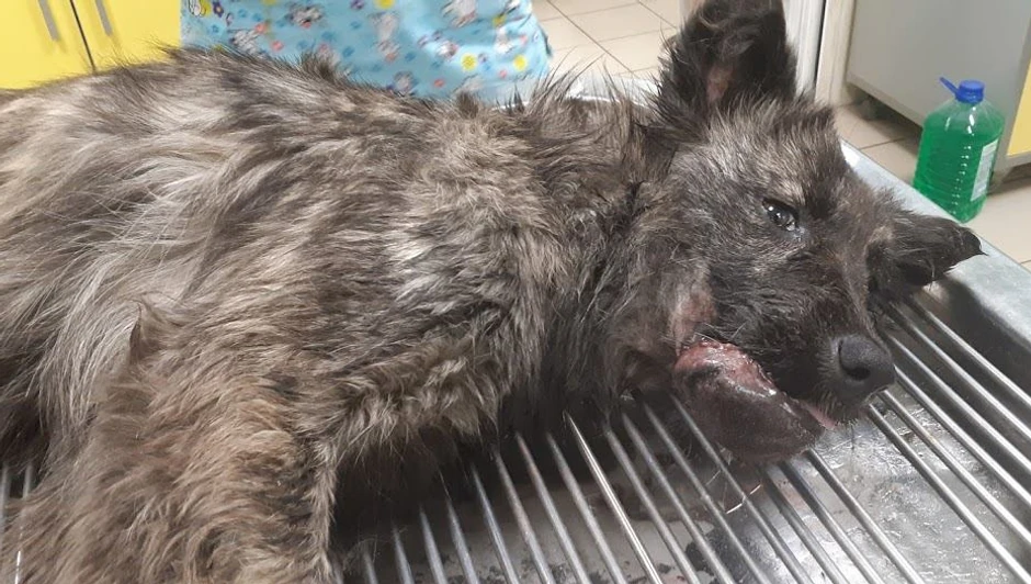 Pas nije životno ugrošen, ali je u lošem stanju