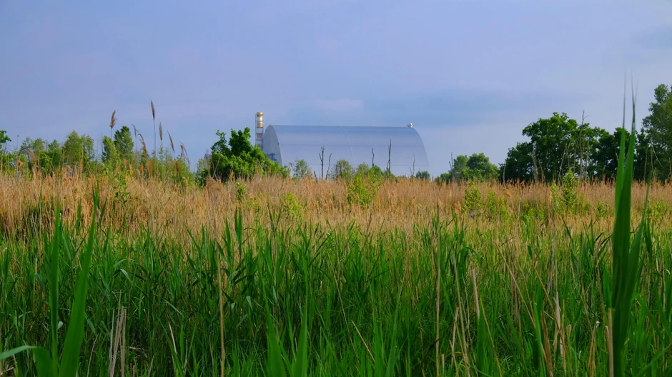 Mnoge biljke i životinje žive u blizini černobiljskog nuklearnog reaktora | Foto: Germán Orizaola/Universidad de Oviedo