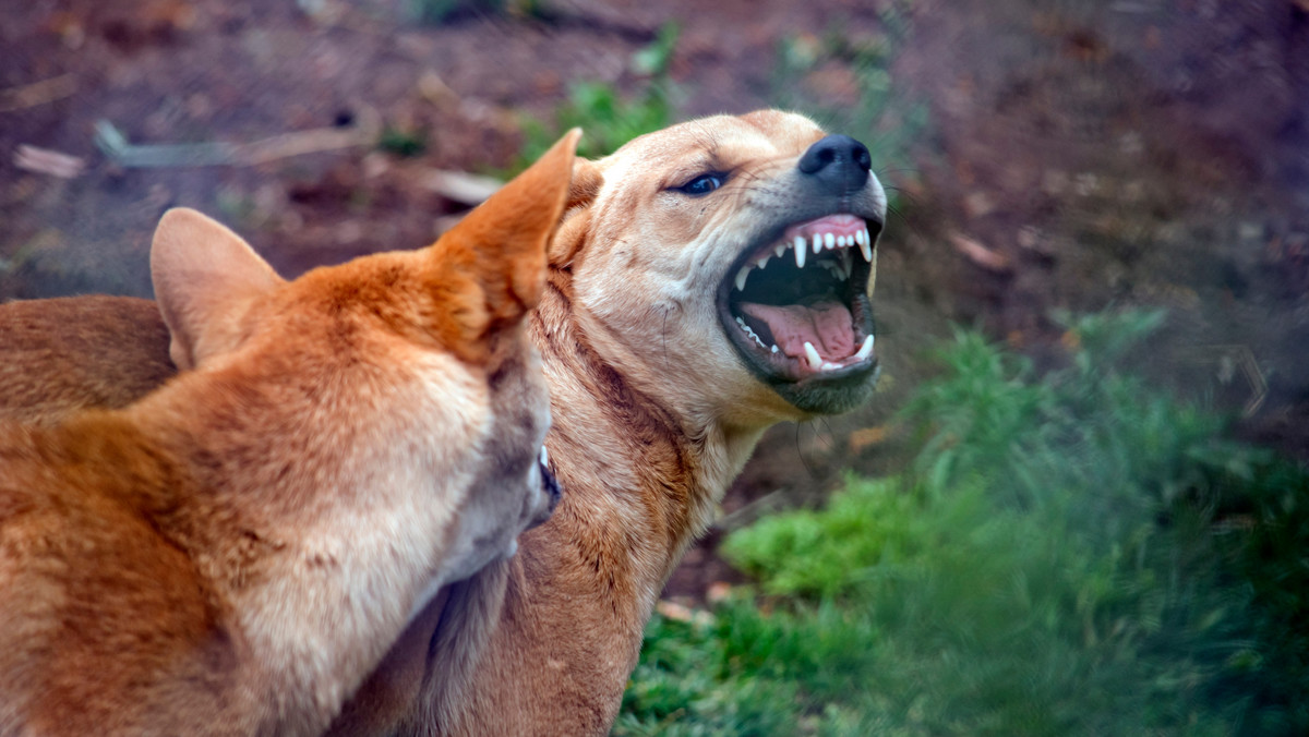 W przedkolonialnej Australii psy dingo miały status niemal równy człowiekowi