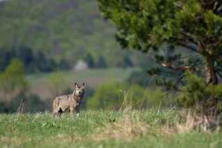 Nie czeka nas wilcza inwazja w Bieszczadach [WYWIAD]