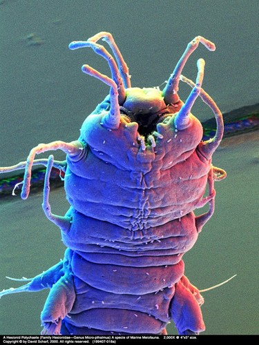 Również żyjący w morzu Hessionid Polychaete nie przekracza w naturze długości 1 mm