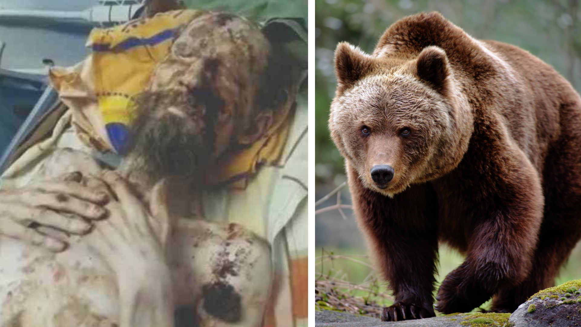 Muža mal napadnúť medveď hnedý.