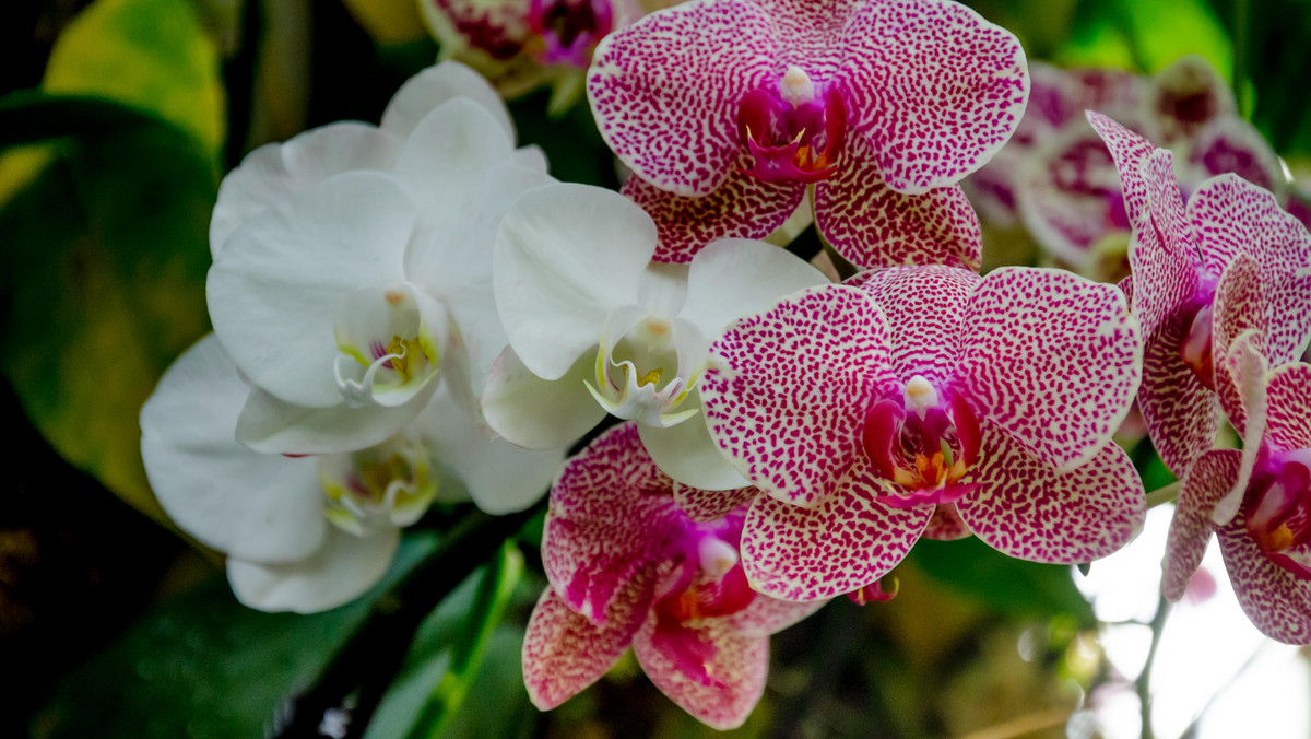 Storczyki należą do najpiękniej i najdłużej kwitnących roślin doniczkowych. W warunkach domowych kwiaty mogą pojawiać się nieprzerwanie przez nawet sześć miesięcy (w zależności od gatunku). Niestety często nieświadomie przyspieszamy przekwitanie orchidei. Przed jednym z najczęstszych błędów ostrzega znawca storczyków i współautor poradnika dla miłośników tych roślin "Orchids made easy", Ryan Levesque. Błędem tym jest: trzymanie w pobliżu storczyków... dojrzałych owoców. Zaskoczeni? Wyjaśniamy, o co chodzi.