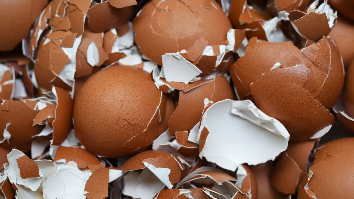 Ljuske od jaja
