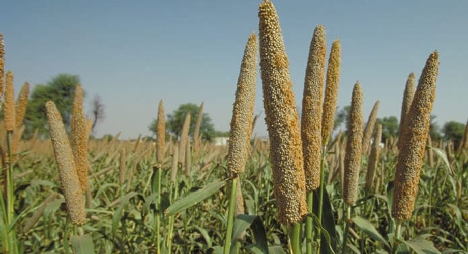See 5 amazing health benefits of eating millet Pulse Nigeria