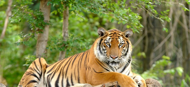 Mężczyzna wskoczył na wybieg dla tygrysów w nowojorskim zoo