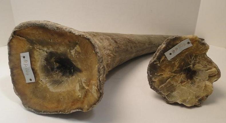 Rhino horns are pictured in this undated handout photo courtesy of the United States Attorney's Office, District of New Jersey. REUTERS/United States Attorney's Office, District of New Jersey/Handout