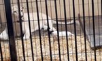 Zobacz jaka słodycz! Biała lwiczka przyszła na świat w zoo safari pod Łodzią (WIDEO)