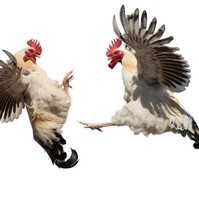 Tömegverekedés a Lurdy Házban: ez állhatott a konfliktus hátterében