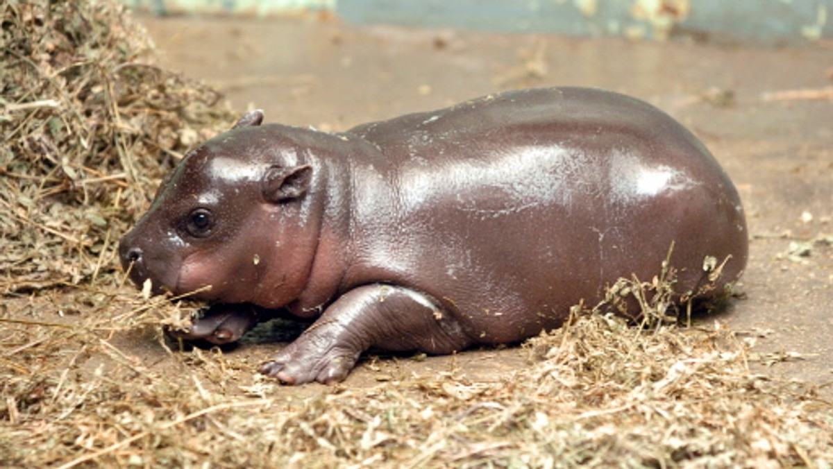 "Gazeta Wyborcza Wrocław": Wrocławskie zoo ma nowego lokatora.