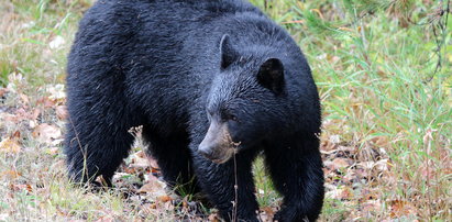 Niedźwiedź porwał 5-latkę. Uratowała ją jedna rzecz