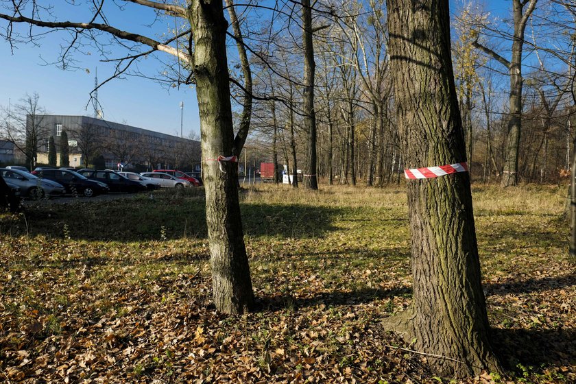 Spółka Green Park Silesia chce wyciąć w pień 1300 drzew!