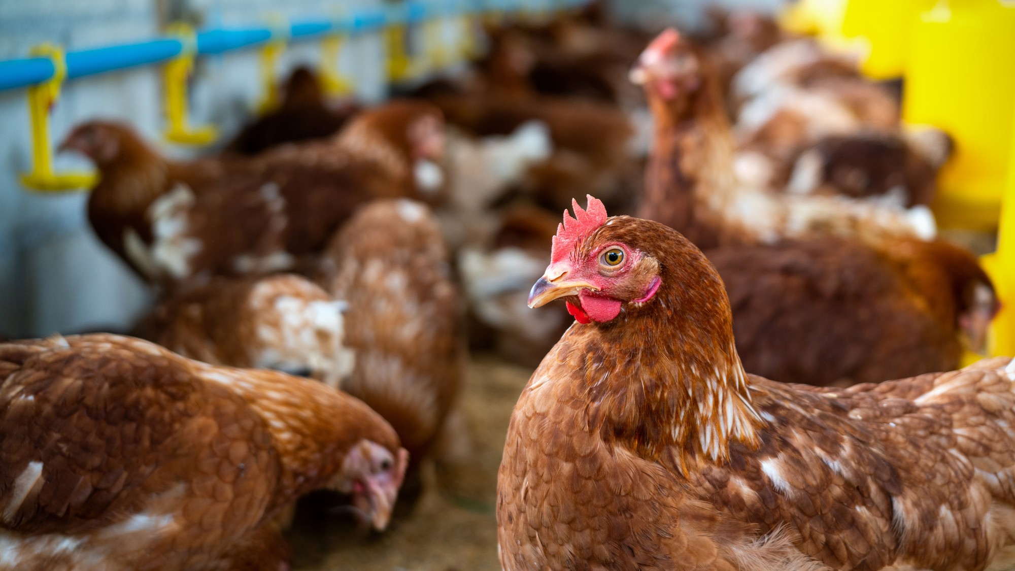 Miznutie klietkových vajec z pultov nie je dané zákonom, ale rozhodnutím obchodných reťazcov, čo so sebou prináša vyššie ceny pre spotrebiteľov.