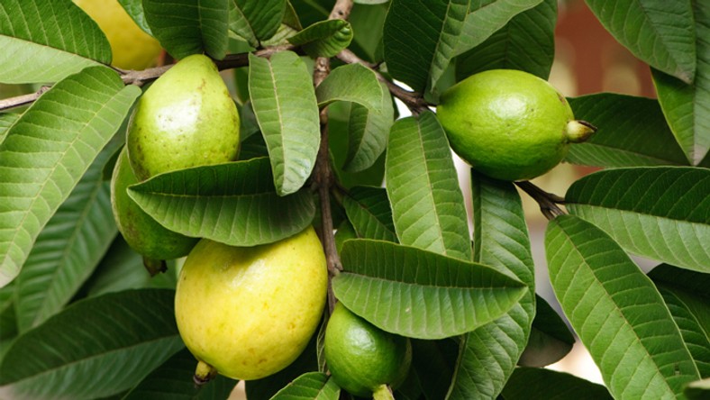 Guava leaves, fruit effect on fertility, pregnancy & sperm count