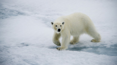 Atak niedźwiedzia polarnego na Alasce. Nie żyje kobieta i roczne dziecko