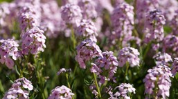 ten kwiat urośnie nawet na nieurodzajnej glebie i żwirze. zobacz galerię zdjęć