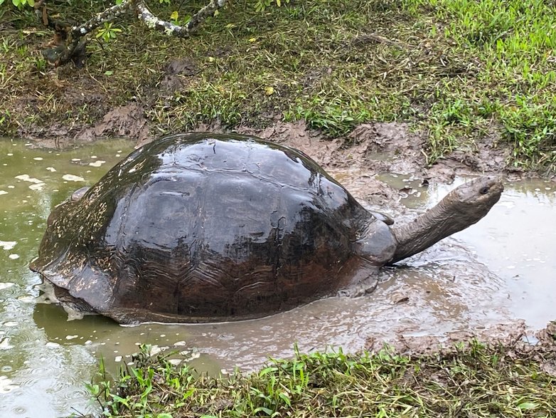 Żółwie z Galapagos