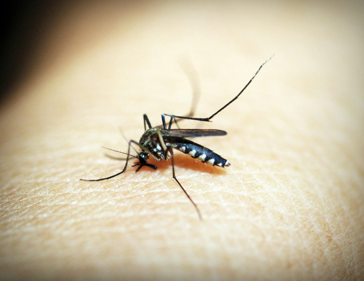 Komisja Europejska finansuje nowy program zwalczania komarów