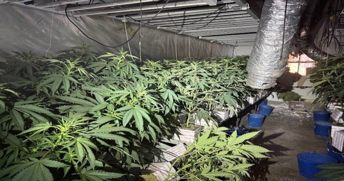 Dos incendios destapan plantaciones de cannabis con 2.000 plantas en Barcelona