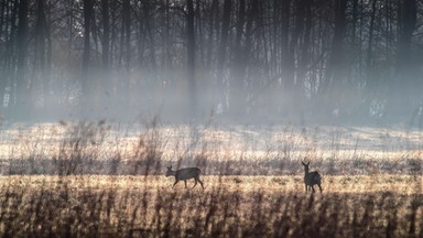 Ciepły i słoneczny wtorek. Prognoza pogody