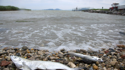 Egy tonnányi halat veszített el a Balaton: csak egy napon múlt a természeti csapás