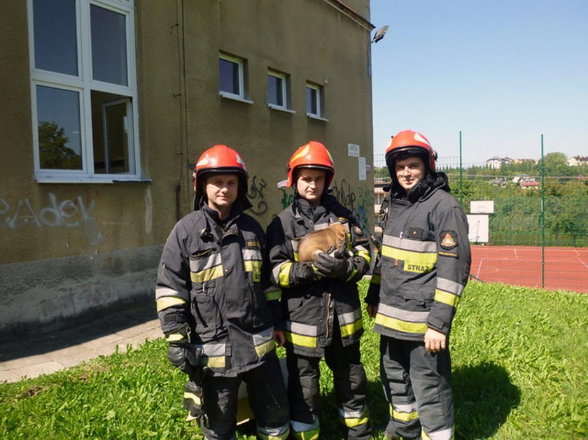 Strażacy z JRG w Bielsku-Białej uratowali szczeniaczka