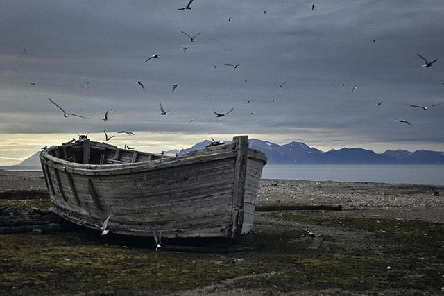 Galeria Wystawa polarnej fotografii przyrodniczej "Ptaki Spitsbergenu", obrazek 36
