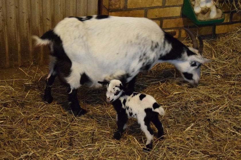 Narodziny kozich bliźniąt w poznańskim Zoo