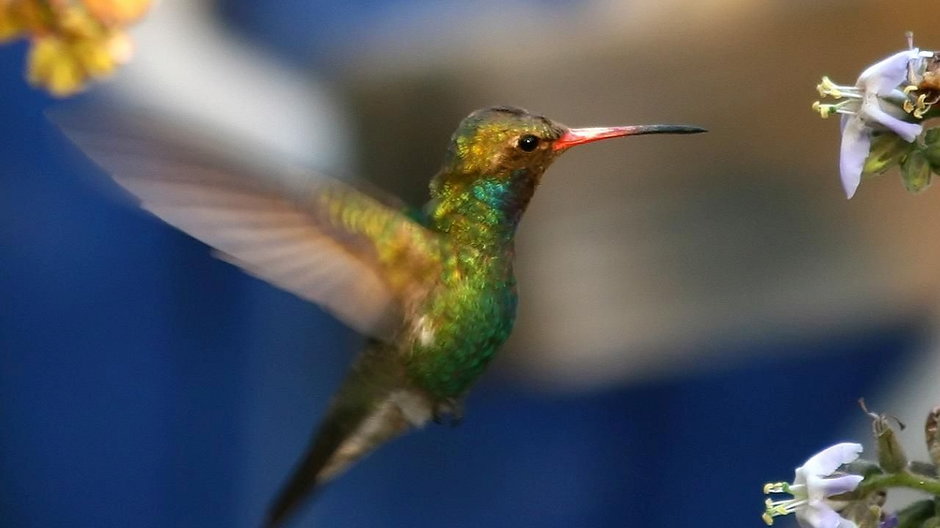 Złocik północny - jeden z gatunków kolibrów występujących w stolicy Meksyku