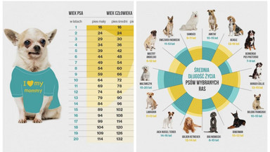 Jak długo żyją psy? [INFOGRAFIKA]