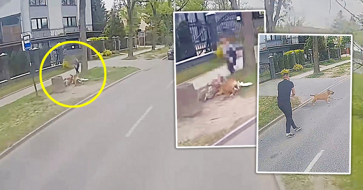 Bohaterski kierowca autobusu ratuje kobietę przed psem w Łodzi