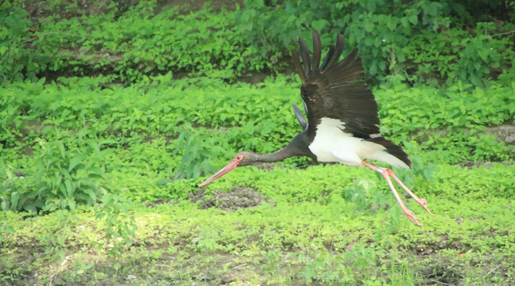 / Fotó: Nagy Gábor - Hortobágyi Nemzeti Park Igazgatóság