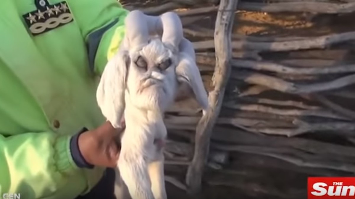 Jarac iz pakla, đavolji jarac