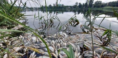 Tysiące martwych ryb unosiło się na tafli jeziora w Gnieźnie. Wiadomo, co je zabiło