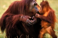 Kiedy powstał zwyczaj całowania się? Możliwe, że robili to już neandertalczycy