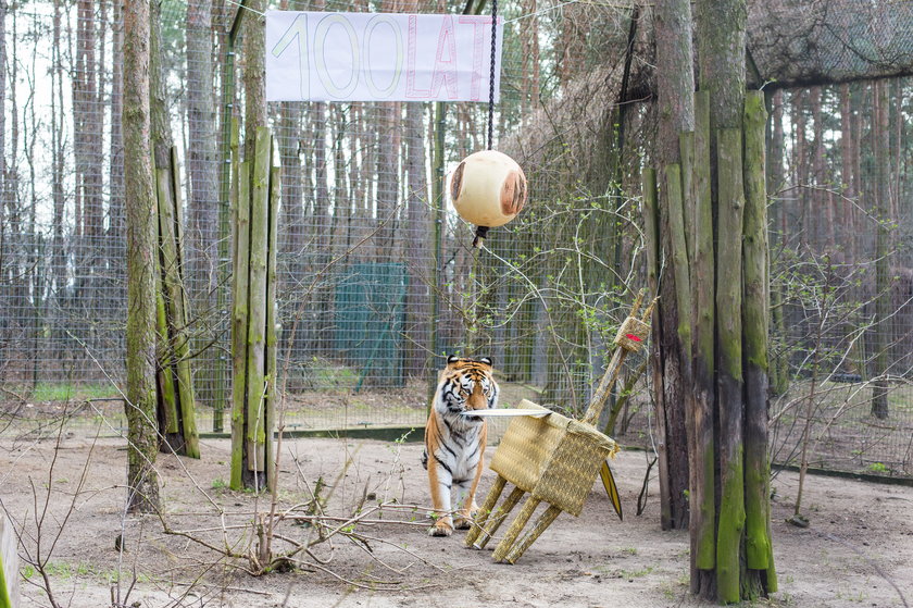 Tungus, tygrys mieszkający w Poznaniu, obchodził urodziny w Prima Aprillis