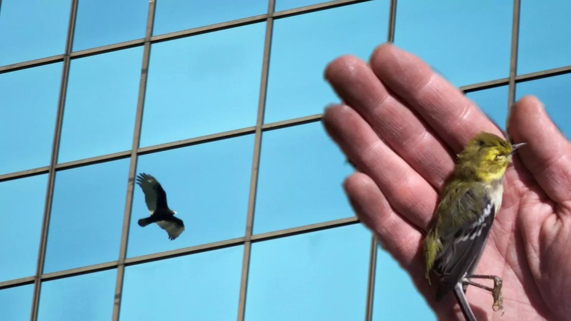 Nowe prawo ochroni ptaki zabijane przez wieżowce. Polska czeka na taki przepis