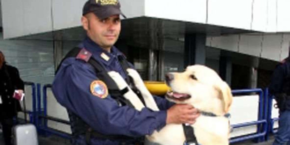 Labrador odebrany bandytom służy w policji