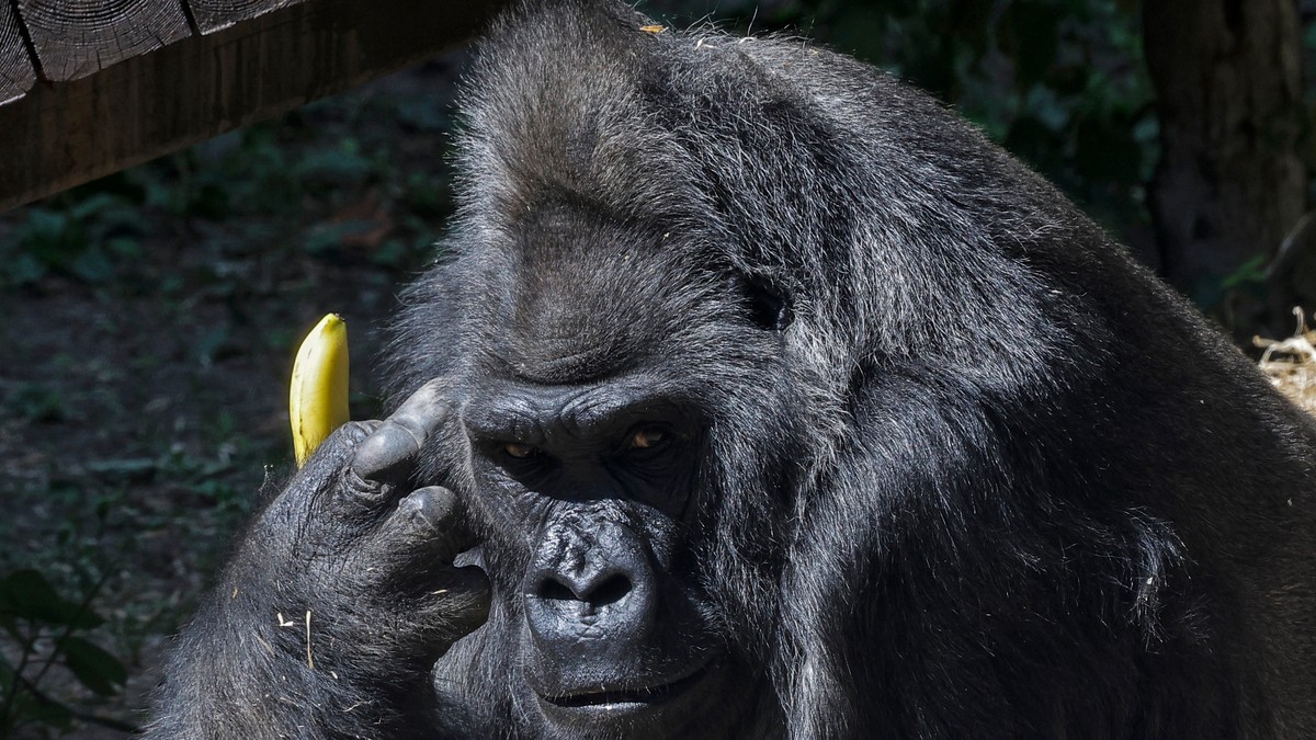 Toni, najstarija gorila u Ukrajini