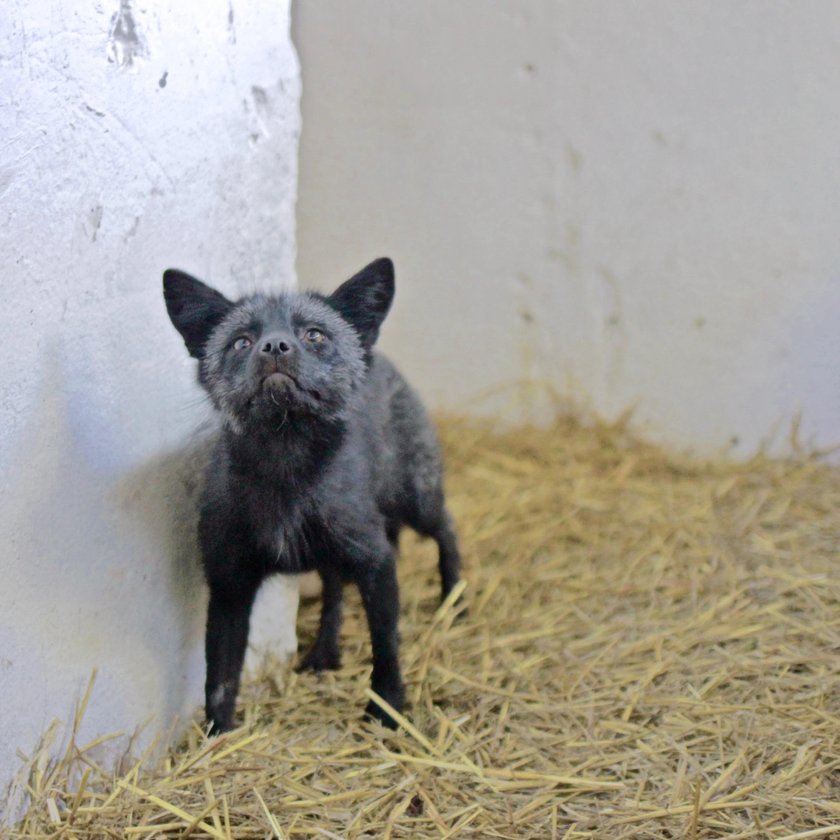 Do poznańskiego Zoo trafiły trzy lisy uratowane z fermy futrzarskiej