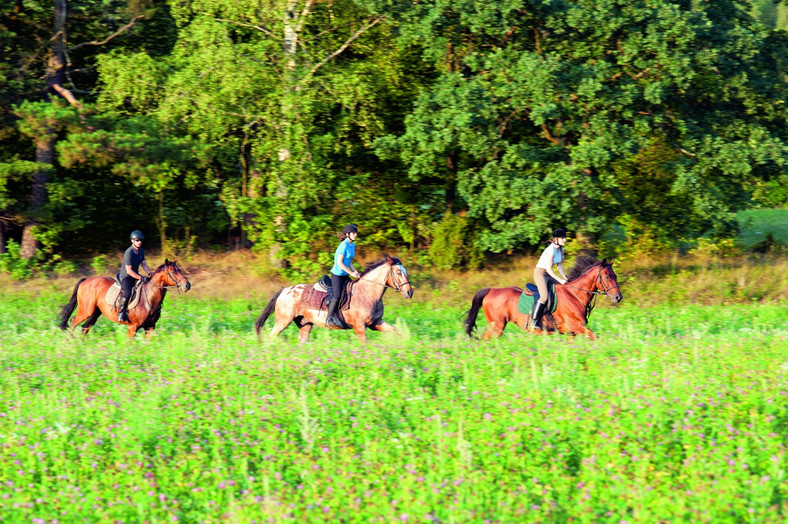 Galop na łące, kłus leśnymi przecinkami