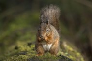 Red squirrel, Sciurus vulgaris, on a tree trunk eating a nut